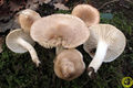 Hygrophorus arbustivus